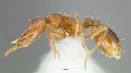 Strumigenys origo - CASENT0005622