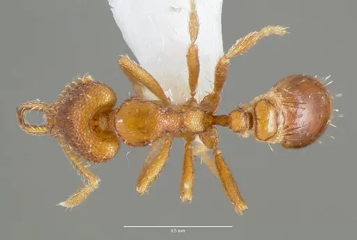 Strumigenys origo - CASENT0005623