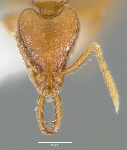 Strumigenys origo - CASENT0005623