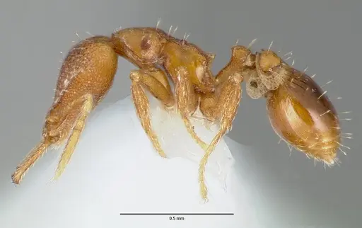 Strumigenys origo - CASENT0005623