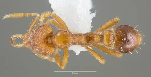 Strumigenys origo - CASENT0005624