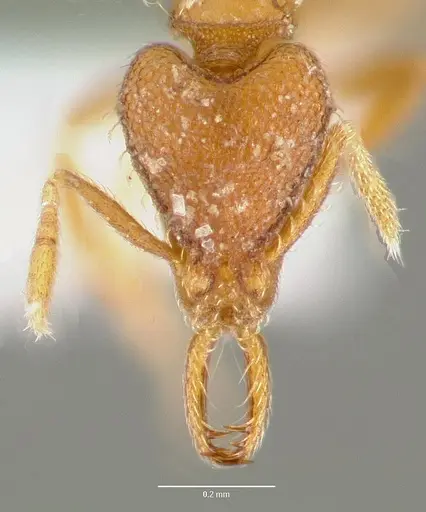 Strumigenys origo - CASENT0005624