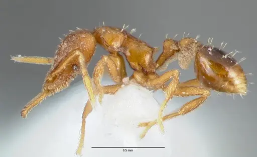 Strumigenys origo - CASENT0005624