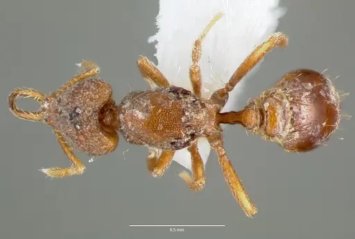 Strumigenys origo - CASENT0006061