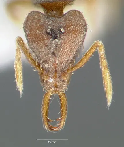 Strumigenys origo - CASENT0006061