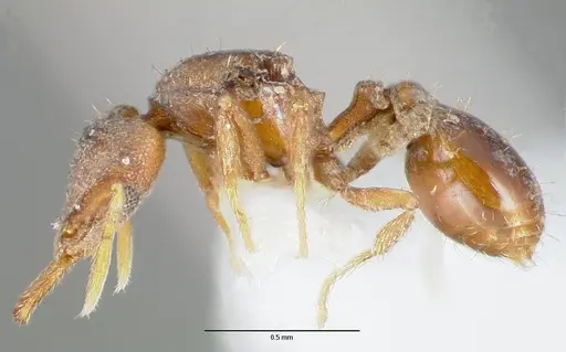 Strumigenys origo - CASENT0006061