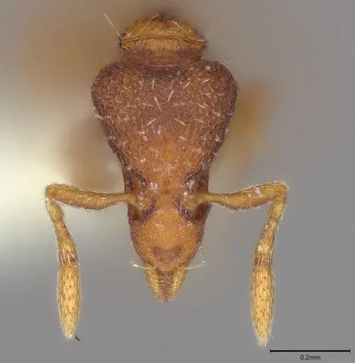 Strumigenys origo - CASENT0840726