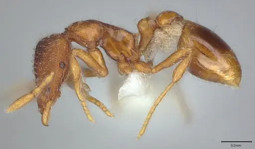 Strumigenys origo - CASENT0840726