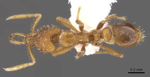 Strumigenys origo - CASENT0900731