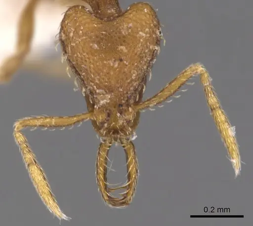 Strumigenys origo - CASENT0900731