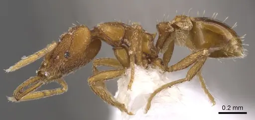 Strumigenys origo - CASENT0900731