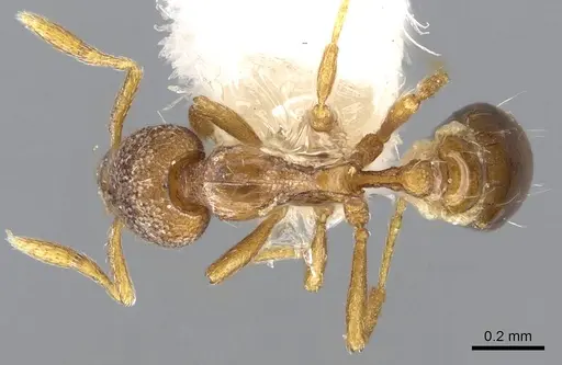 Strumigenys origo - CASENT0914710