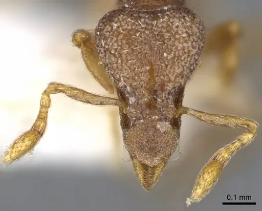 Strumigenys origo - CASENT0914710