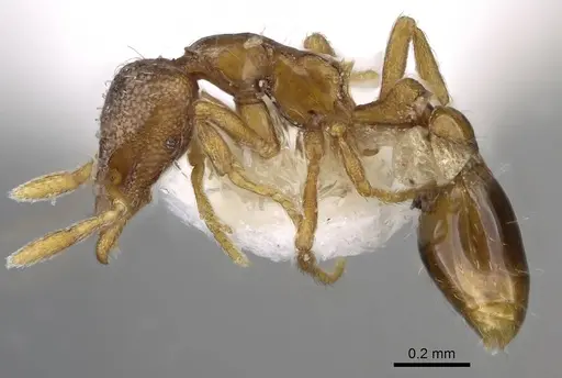 Strumigenys origo - CASENT0914710