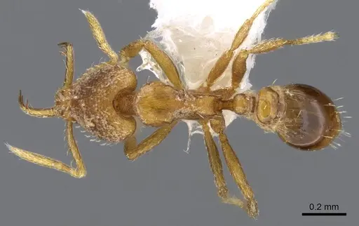 Strumigenys origo - CASENT0914772