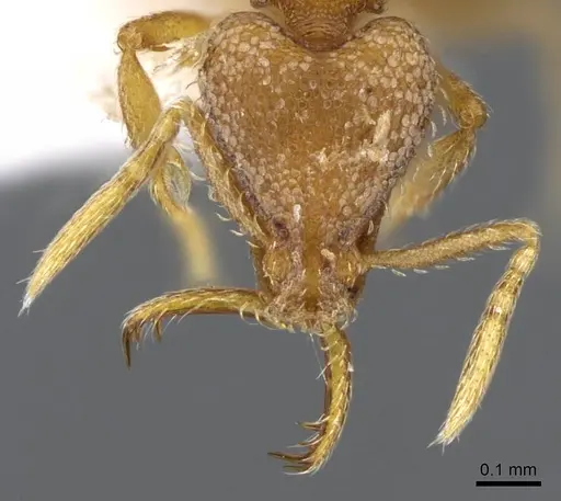 Strumigenys origo - CASENT0914772