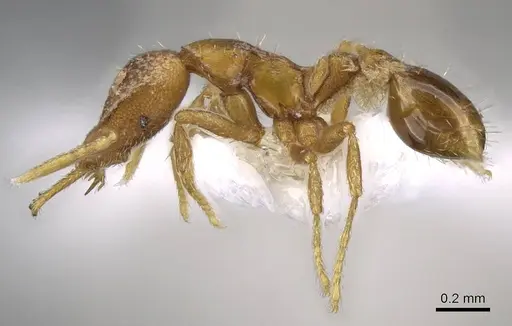 Strumigenys origo - CASENT0914772