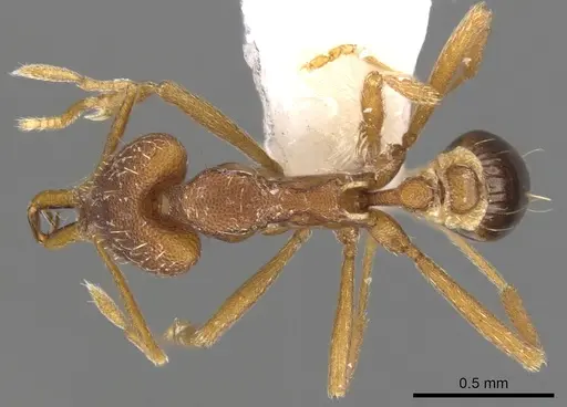 Strumigenys orthanetes specimen