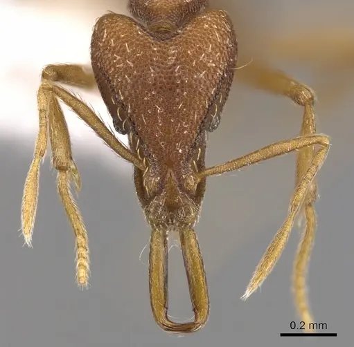 Strumigenys orthanetes specimen