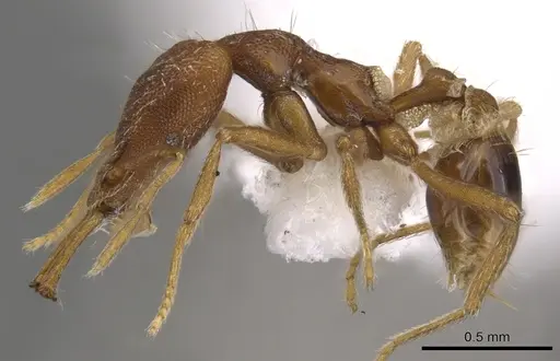 Strumigenys orthanetes specimen