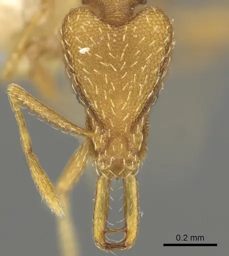Strumigenys ortholex specimen