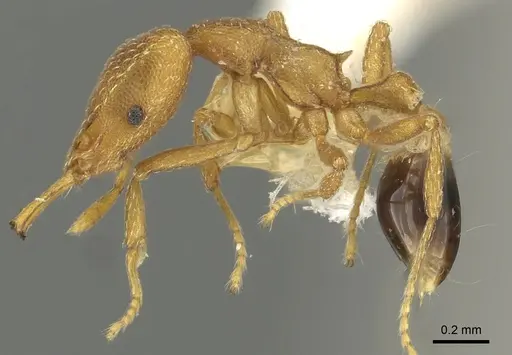 Strumigenys ortholex specimen