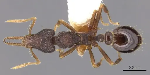 Strumigenys osellai specimen