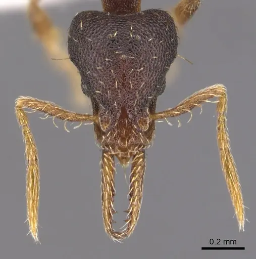 Strumigenys osellai specimen