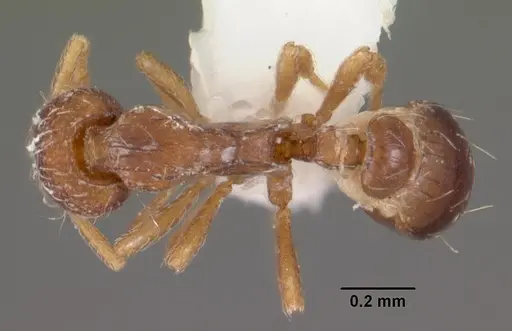 Strumigenys oxysma specimen