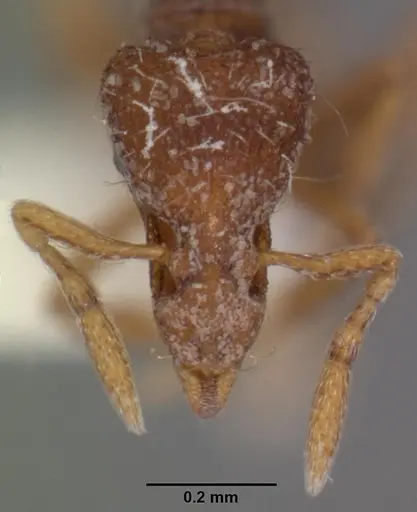 Strumigenys oxysma specimen