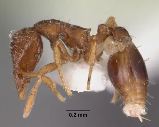 Strumigenys oxysma specimen