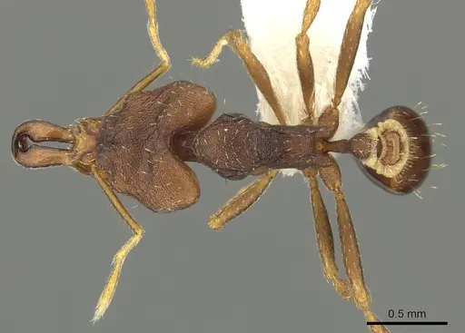 Strumigenys pachycephala specimen