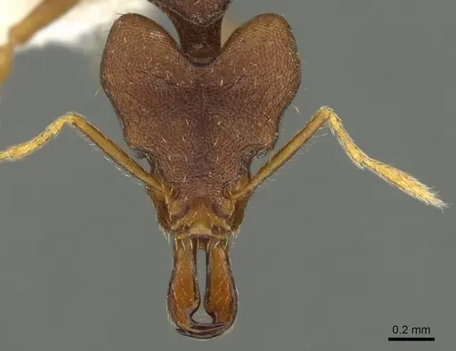 Strumigenys pachycephala specimen