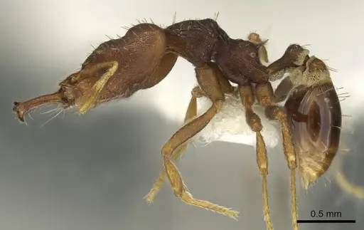 Strumigenys pachycephala specimen