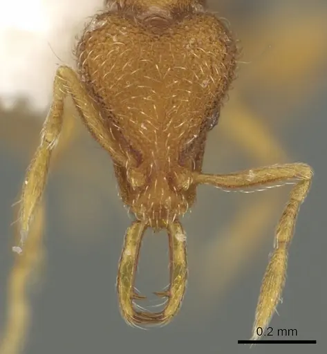 Strumigenys paimon specimen