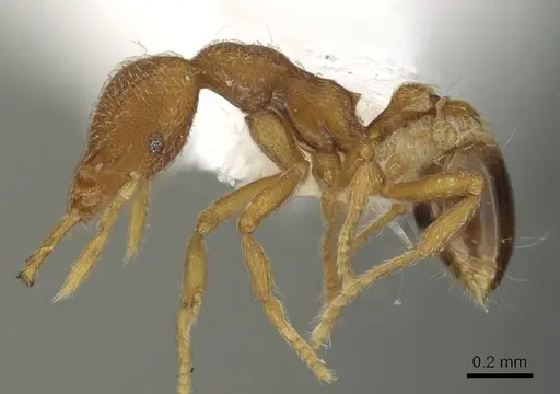 Strumigenys paimon specimen