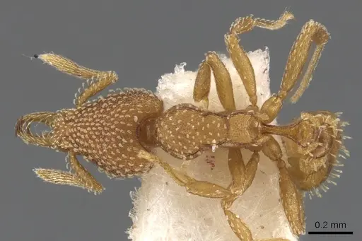 Strumigenys pallestes specimen