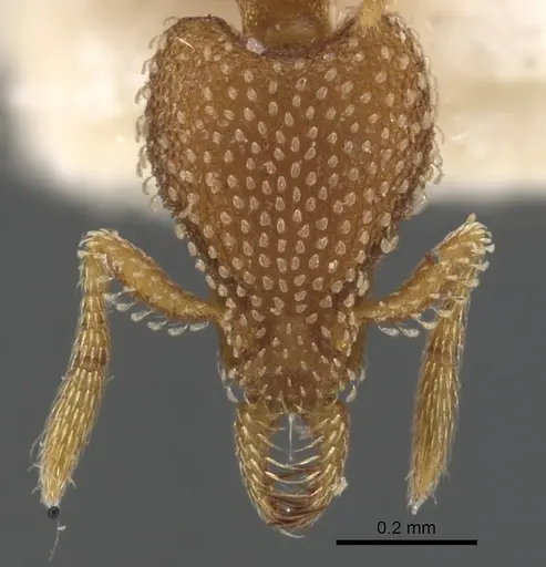 Strumigenys pallestes specimen