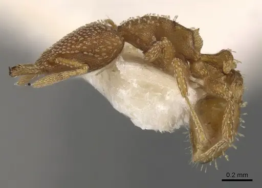 Strumigenys pallestes specimen