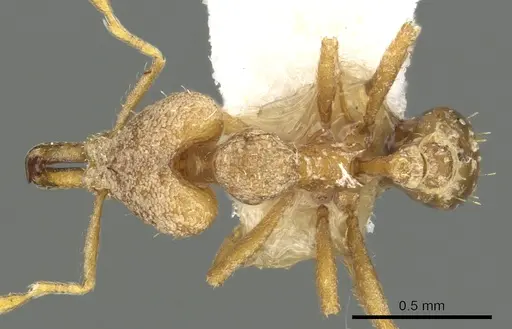 Strumigenys pallestes - CASENT0900860