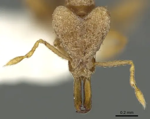 Strumigenys pallestes - CASENT0900860