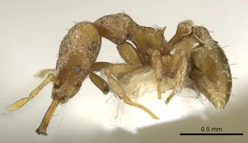 Strumigenys pallestes - CASENT0900860