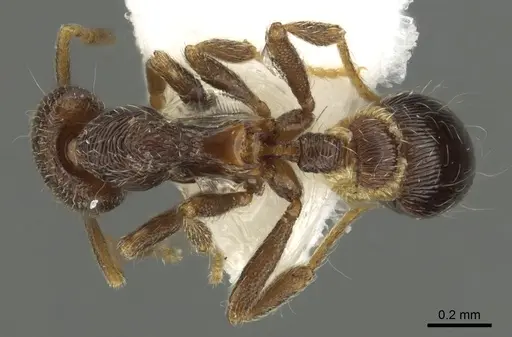 Strumigenys panaulax specimen