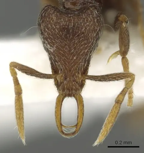Strumigenys panaulax specimen