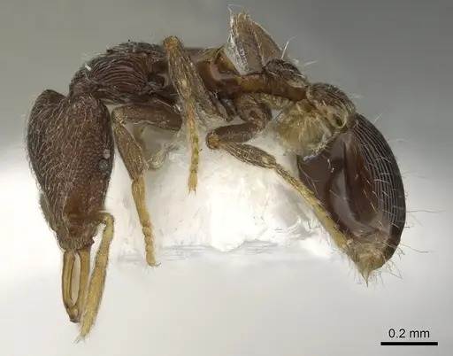 Strumigenys panaulax specimen