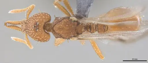 Strumigenys paniaguae specimen