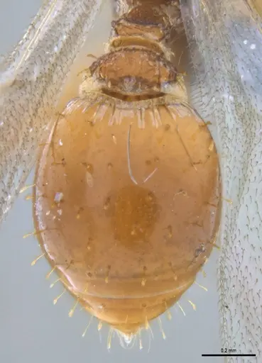 Strumigenys paniaguae specimen
