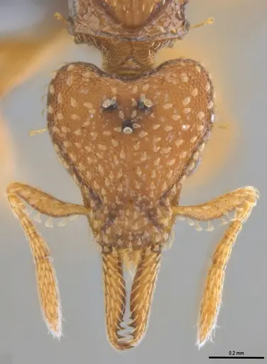 Strumigenys paniaguae specimen