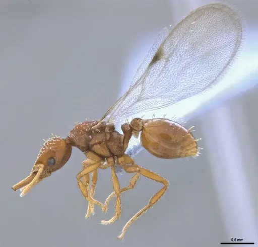 Strumigenys paniaguae - ANTWEB1053491