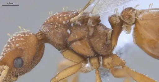 Strumigenys paniaguae - ANTWEB1053491